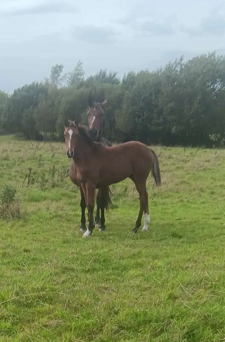 TIH colt foal - Image 4
