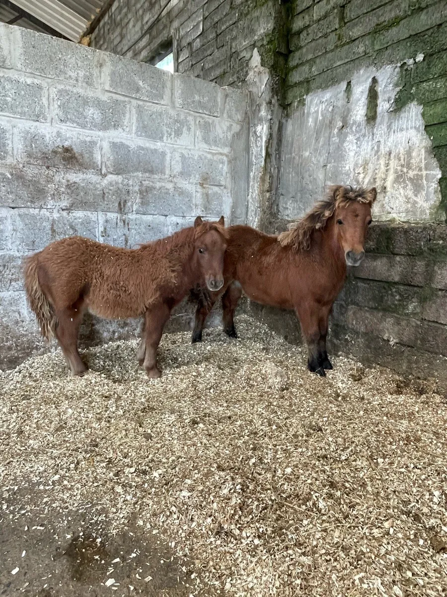 🐴Tom and Gerry🐴 - Image 1