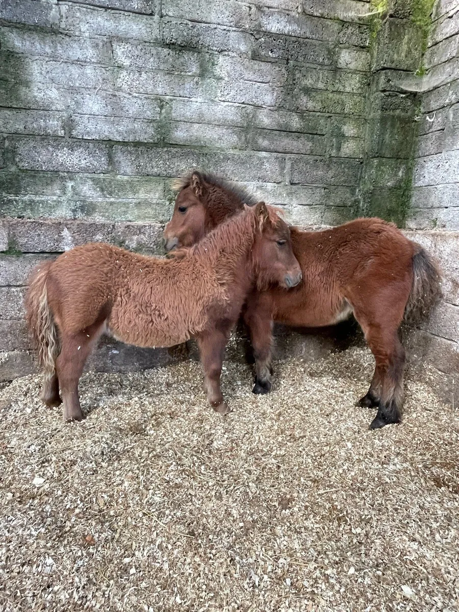 🐴Tom and Gerry🐴 - Image 2