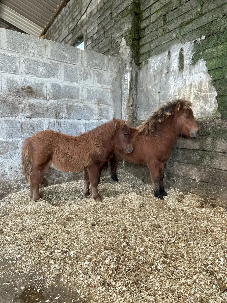 🐴Tom and Gerry🐴 - Image 3