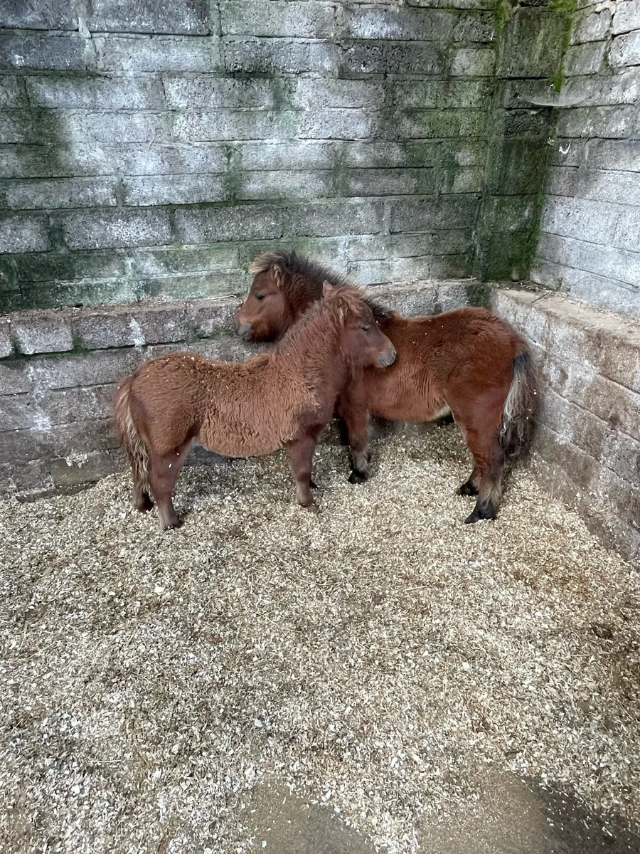 🐴Tom and Gerry🐴 - Image 4