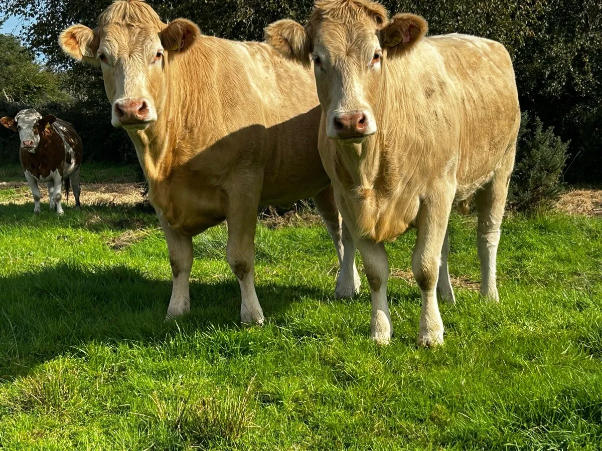 Two Super Golden In-Calf Heifers - Image 2
