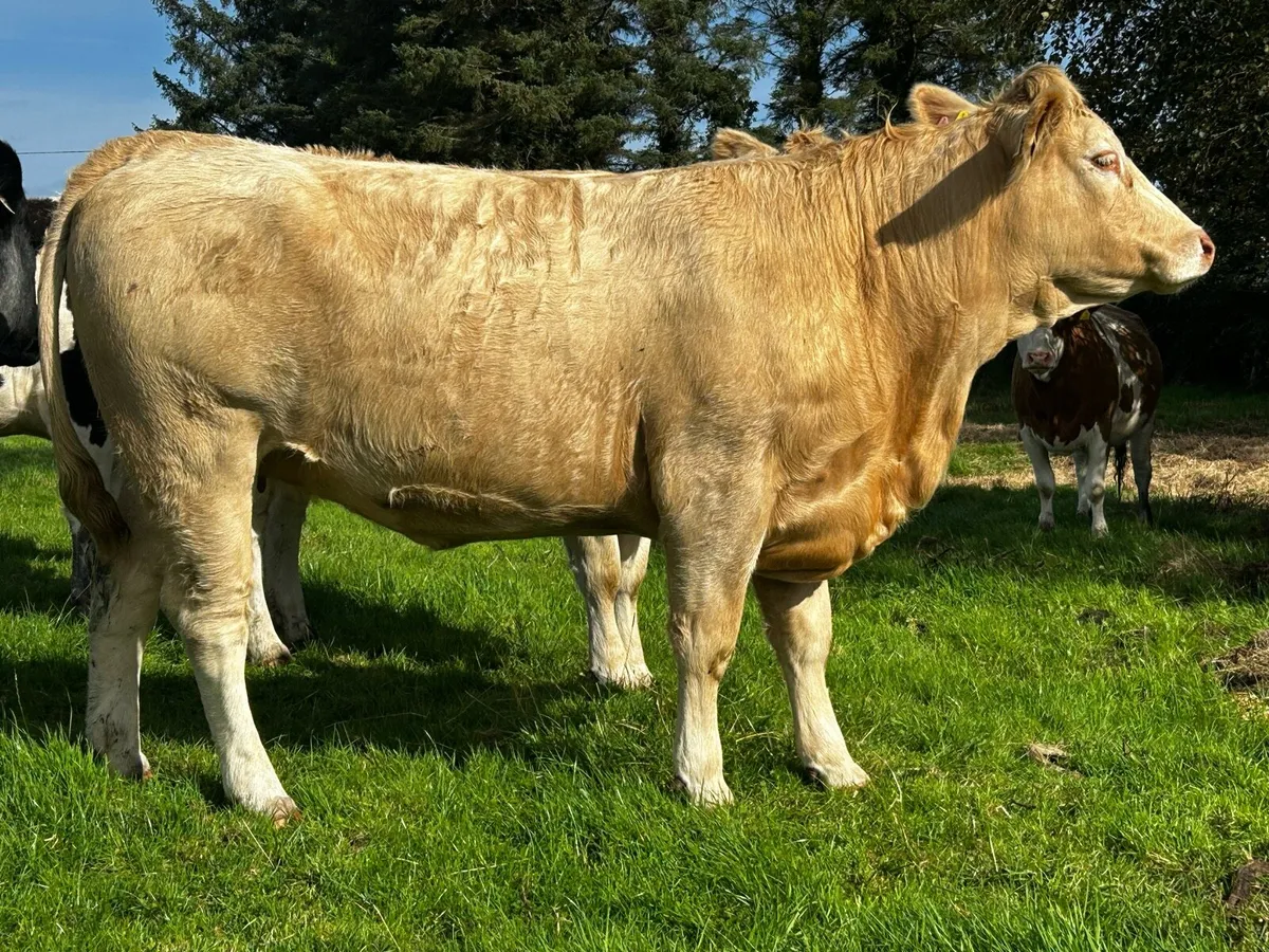Two Super Golden In-Calf Heifers - Image 3