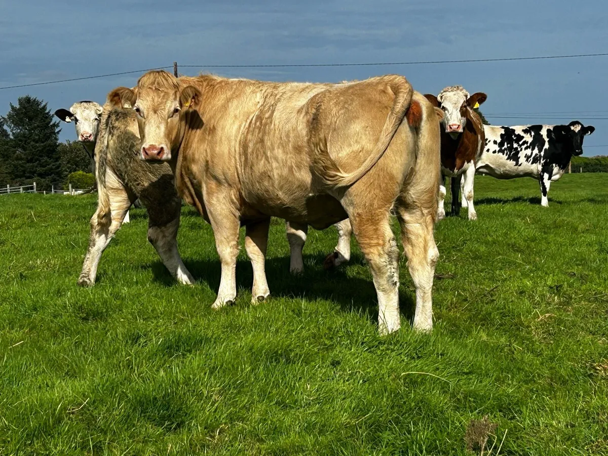 Two Super Golden In-Calf Heifers - Image 4