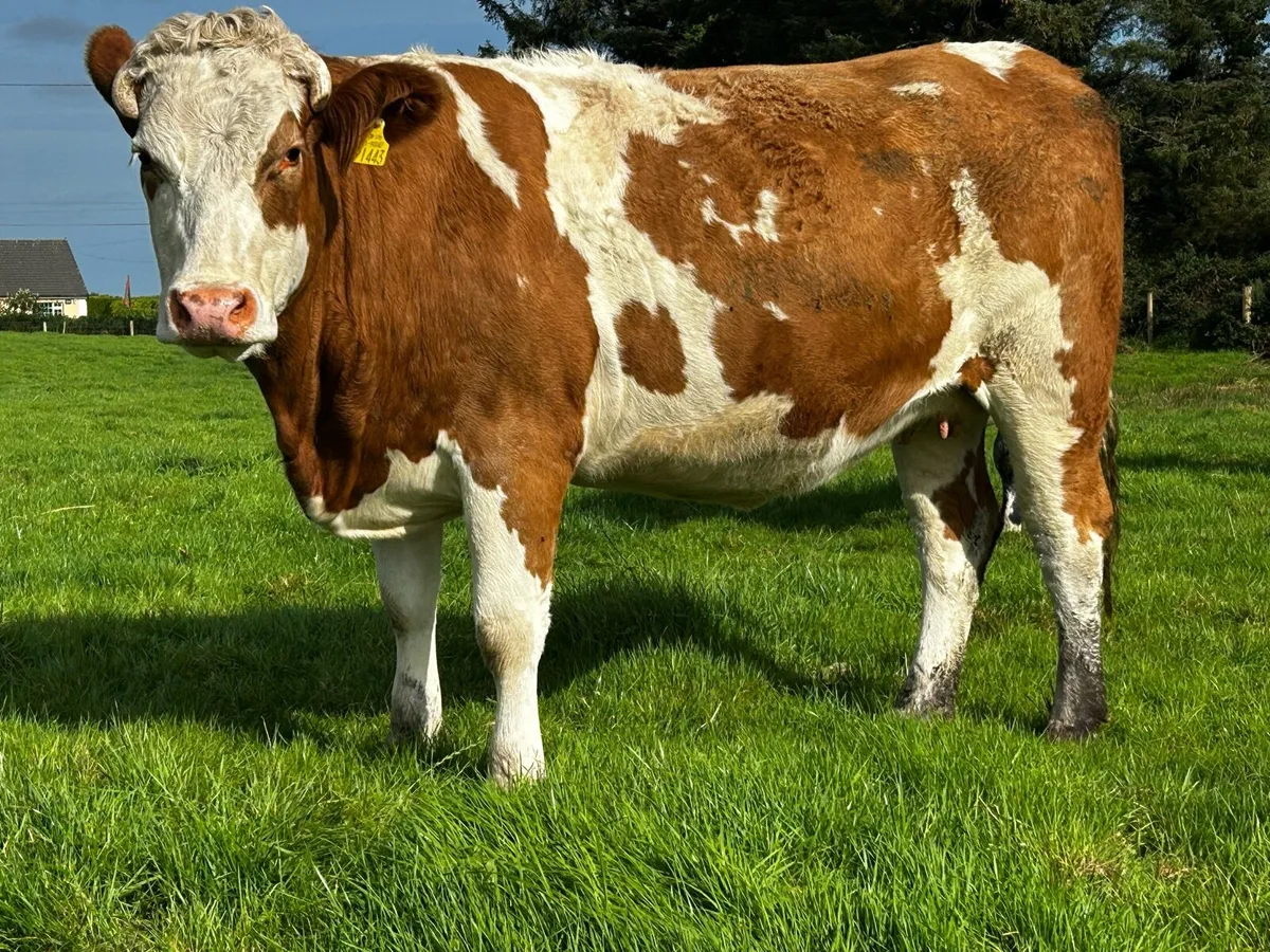 In-Calf Heifer Due 26th Of December To EBY - Image 2