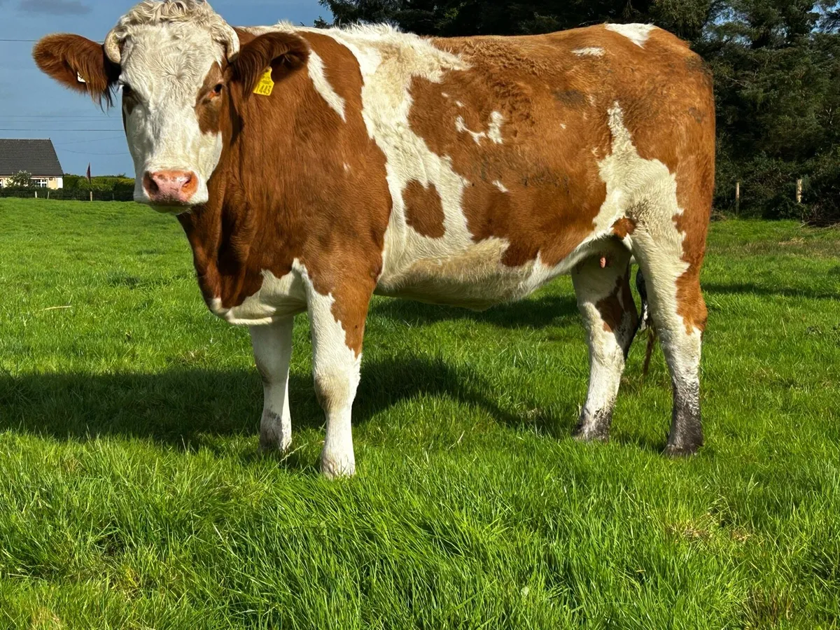 In-Calf Heifer Due 26th Of December To EBY - Image 3