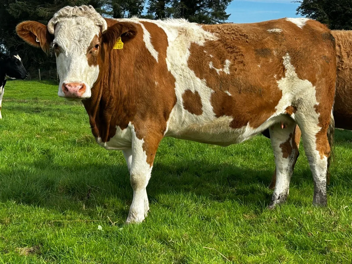 In-Calf Heifer Due 26th Of December To EBY - Image 4