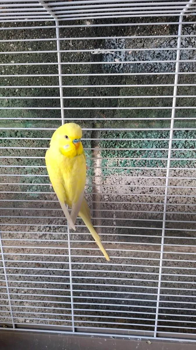 Budgies with cage and stand - Image 3