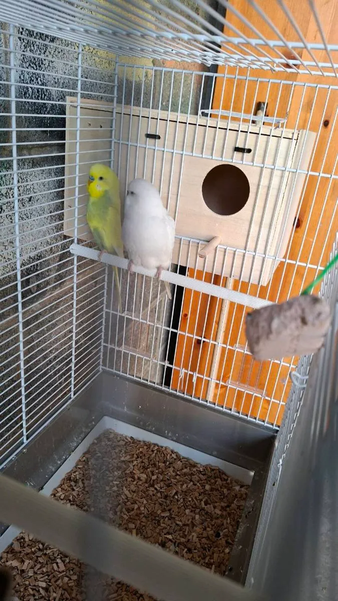 Budgies with cage and stand - Image 4