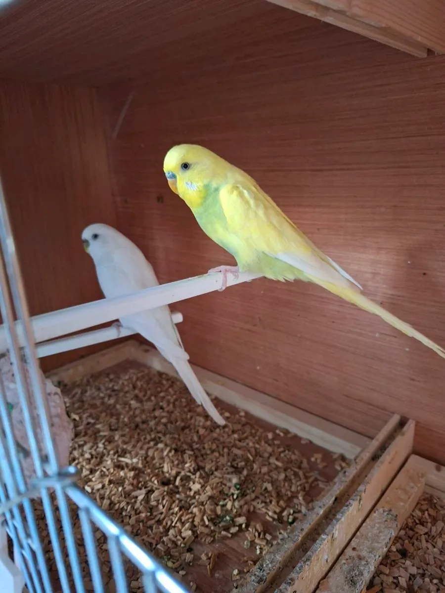 Budgies with cage and stand - Image 2