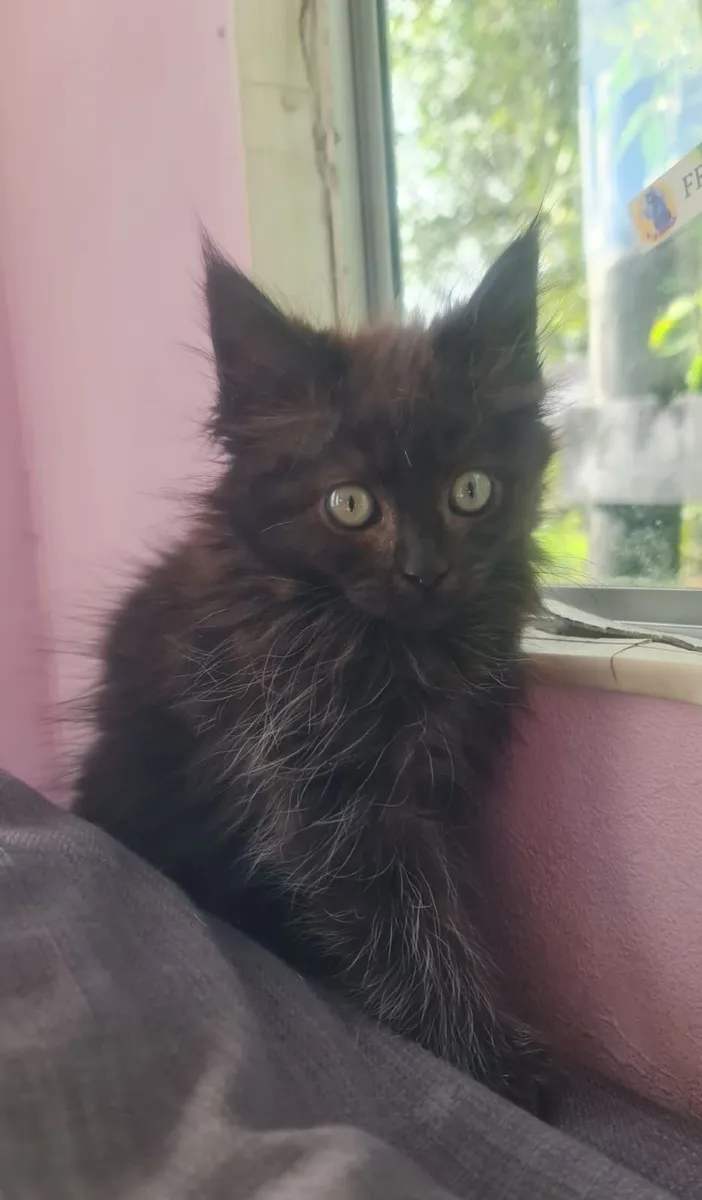 Ragcoon Kittens - Image 1