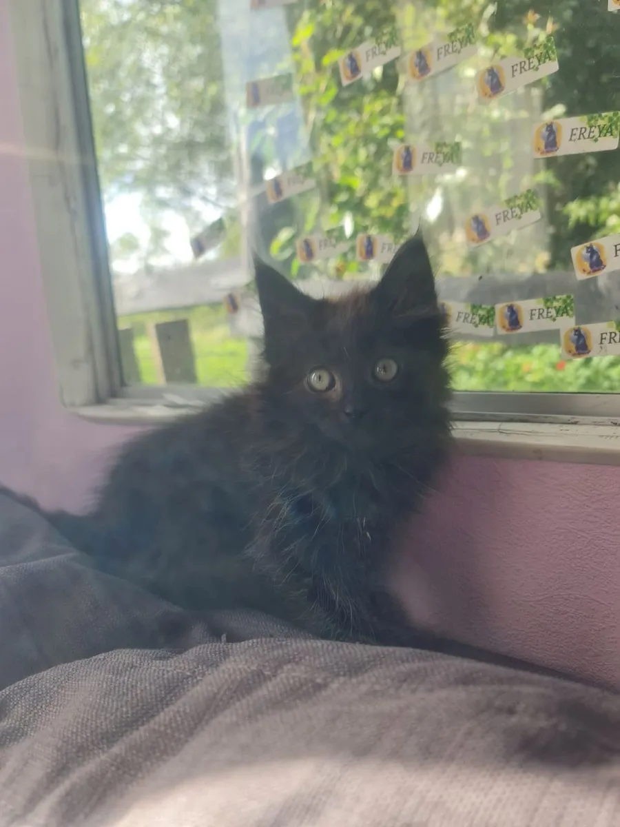 Ragcoon Kittens - Image 3