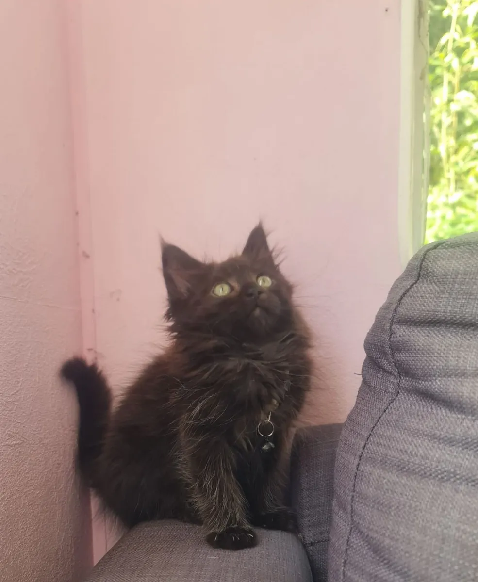 Ragcoon Kittens - Image 4