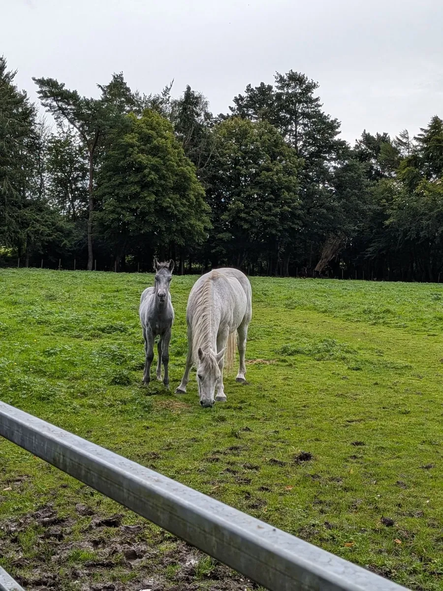Connemara colt foal - Image 1