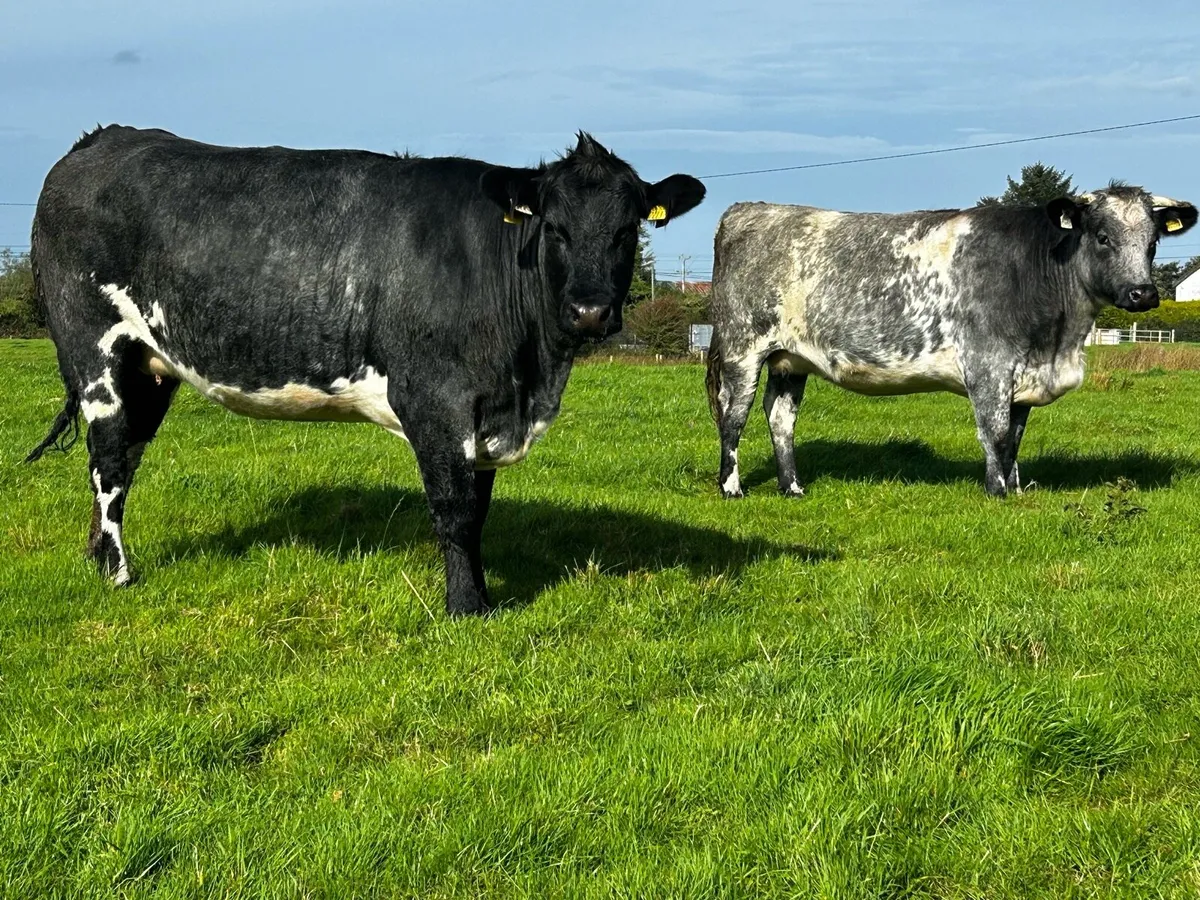 Four ⭐️5 Star ⭐️ In-Calf Heifers In-Calf To A.I LM - Image 4