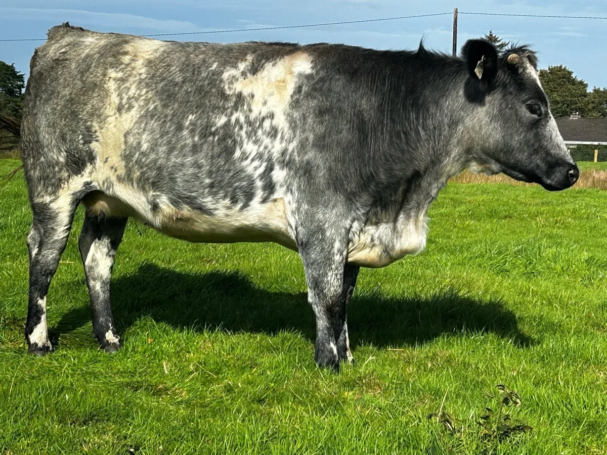 Four ⭐️5 Star ⭐️ In-Calf Heifers In-Calf To A.I LM - Image 3