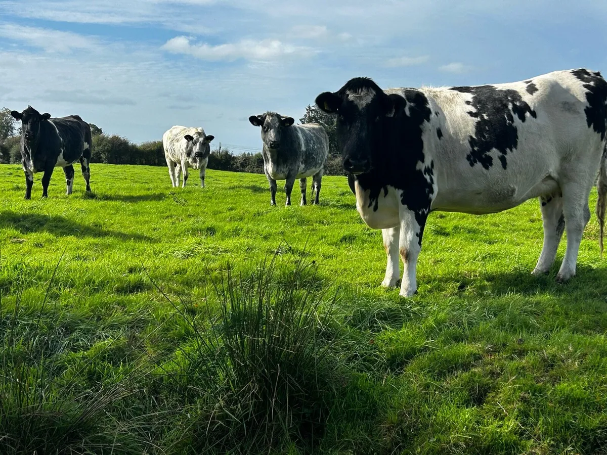 Four ⭐️5 Star ⭐️ In-Calf Heifers In-Calf To A.I LM - Image 2