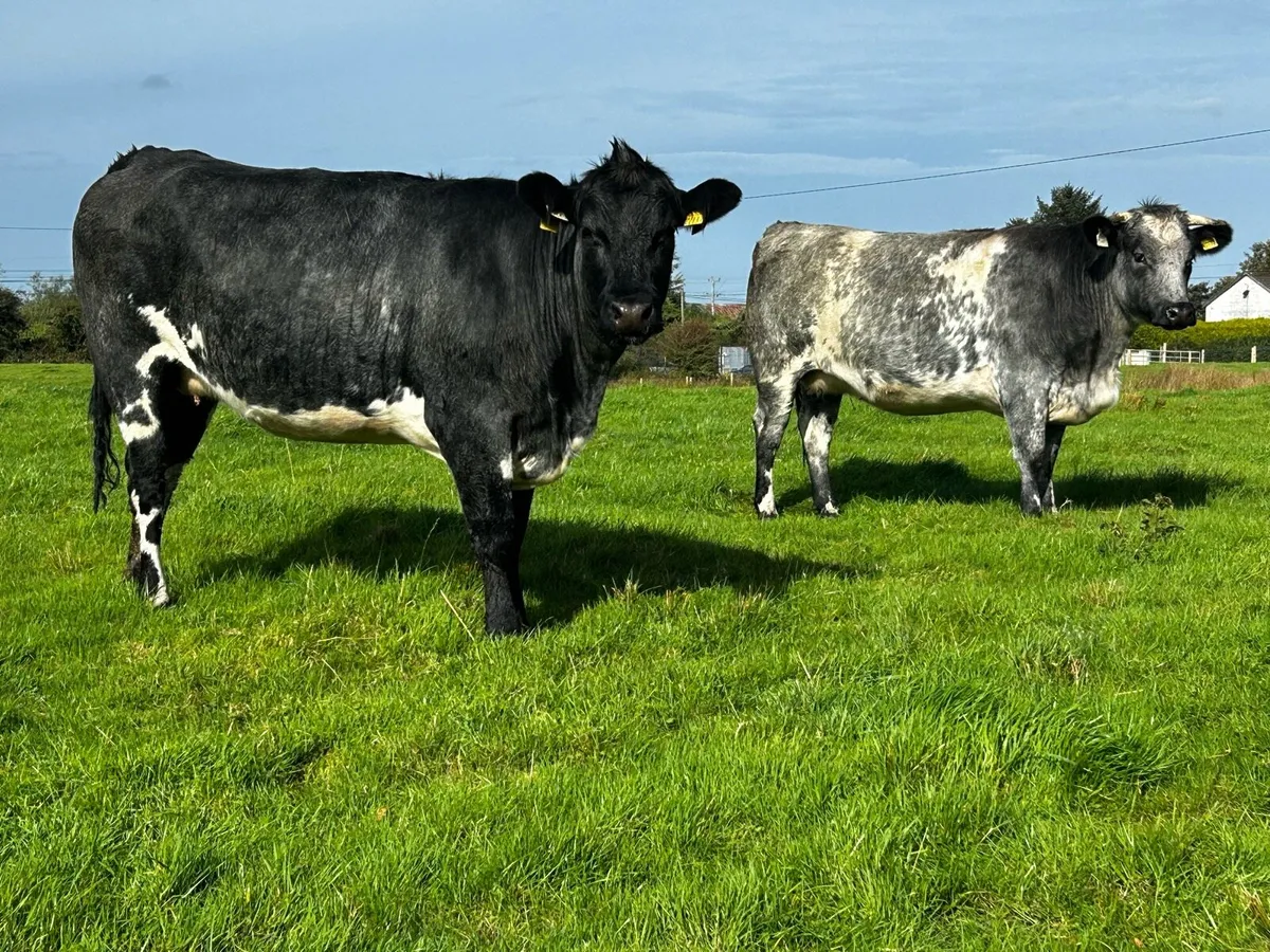 Four ⭐️5 Star ⭐️ In-Calf Heifers In-Calf To A.I LM - Image 1