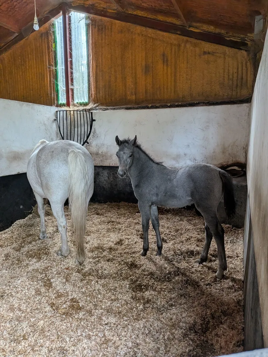Connemara colt foal - Image 2