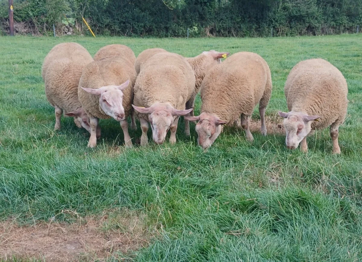 Charollais Rams - Image 1
