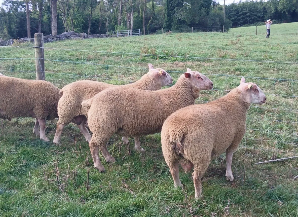 Charollais Rams - Image 3