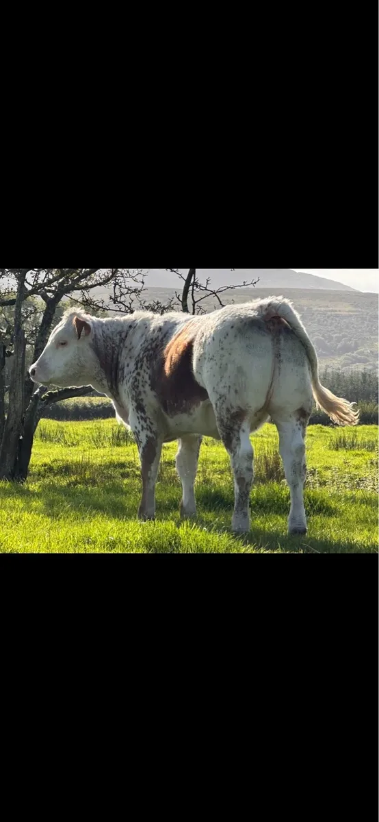 EXCEPTIONAL BREEDING BBX HEIFER WEANLING - Image 1
