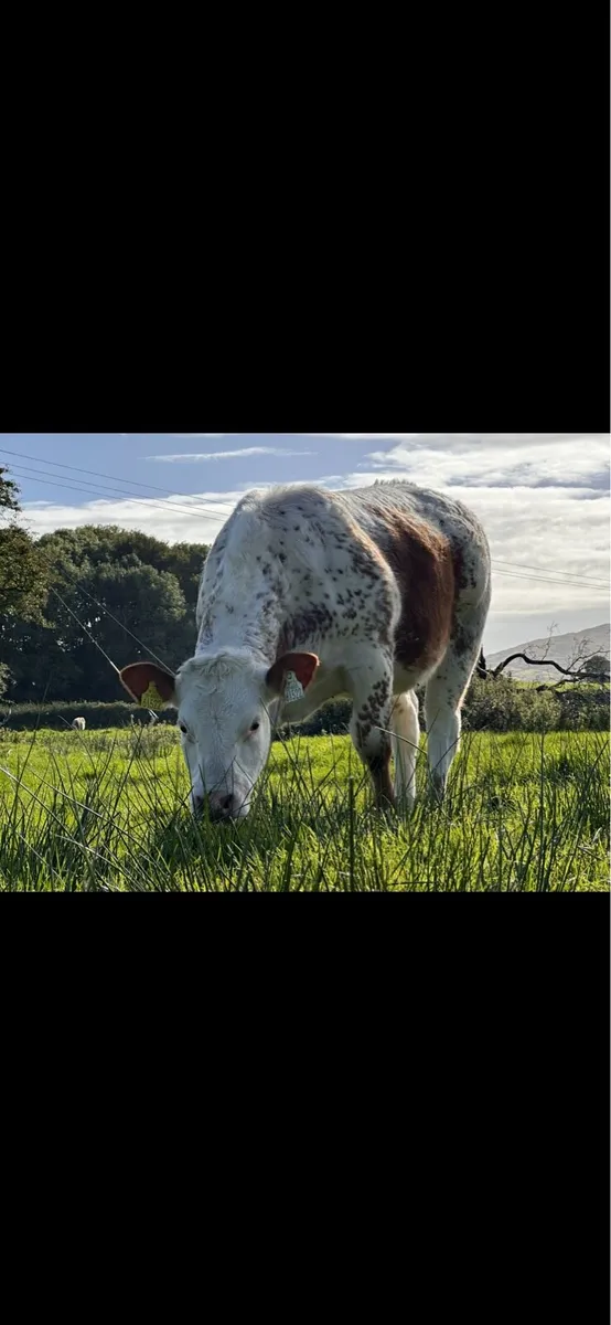 EXCEPTIONAL BREEDING BBX HEIFER WEANLING - Image 2