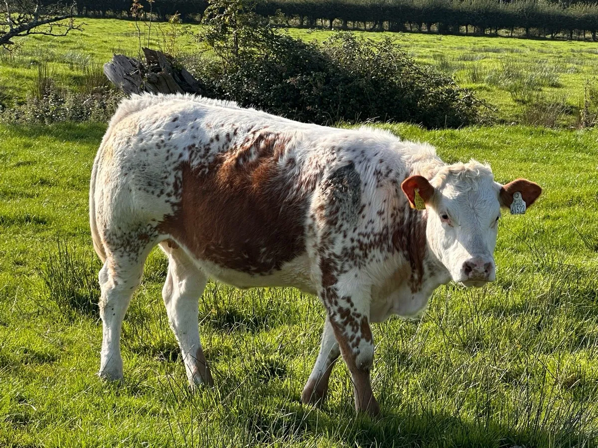 EXCEPTIONAL BREEDING BBX HEIFER WEANLING - Image 4