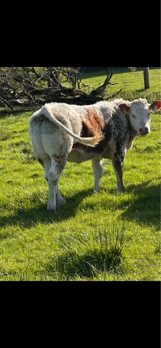 EXCEPTIONAL BREEDING BBX HEIFER WEANLING - Image 3