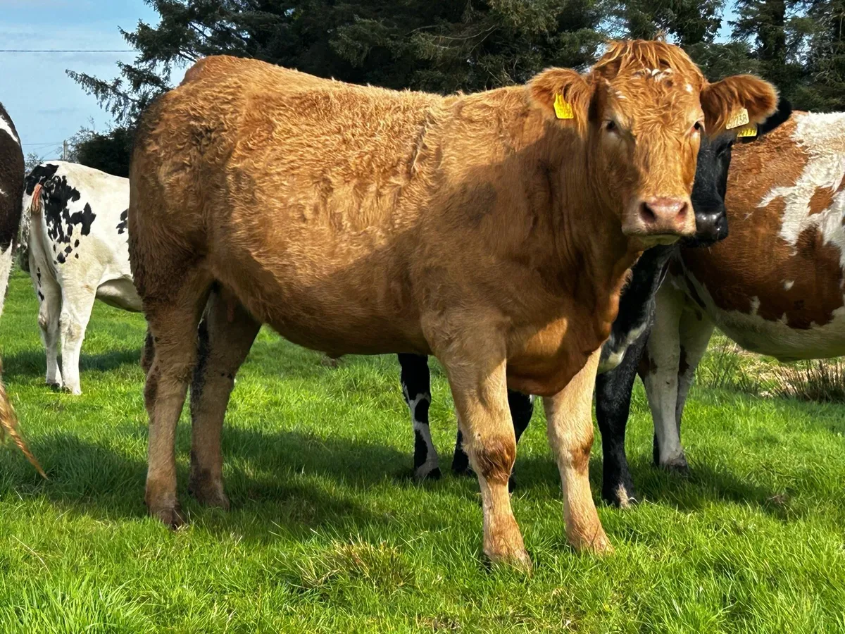 4 Star In-Calf Heifer In-Calf To A.i LM LM9577 - Image 1