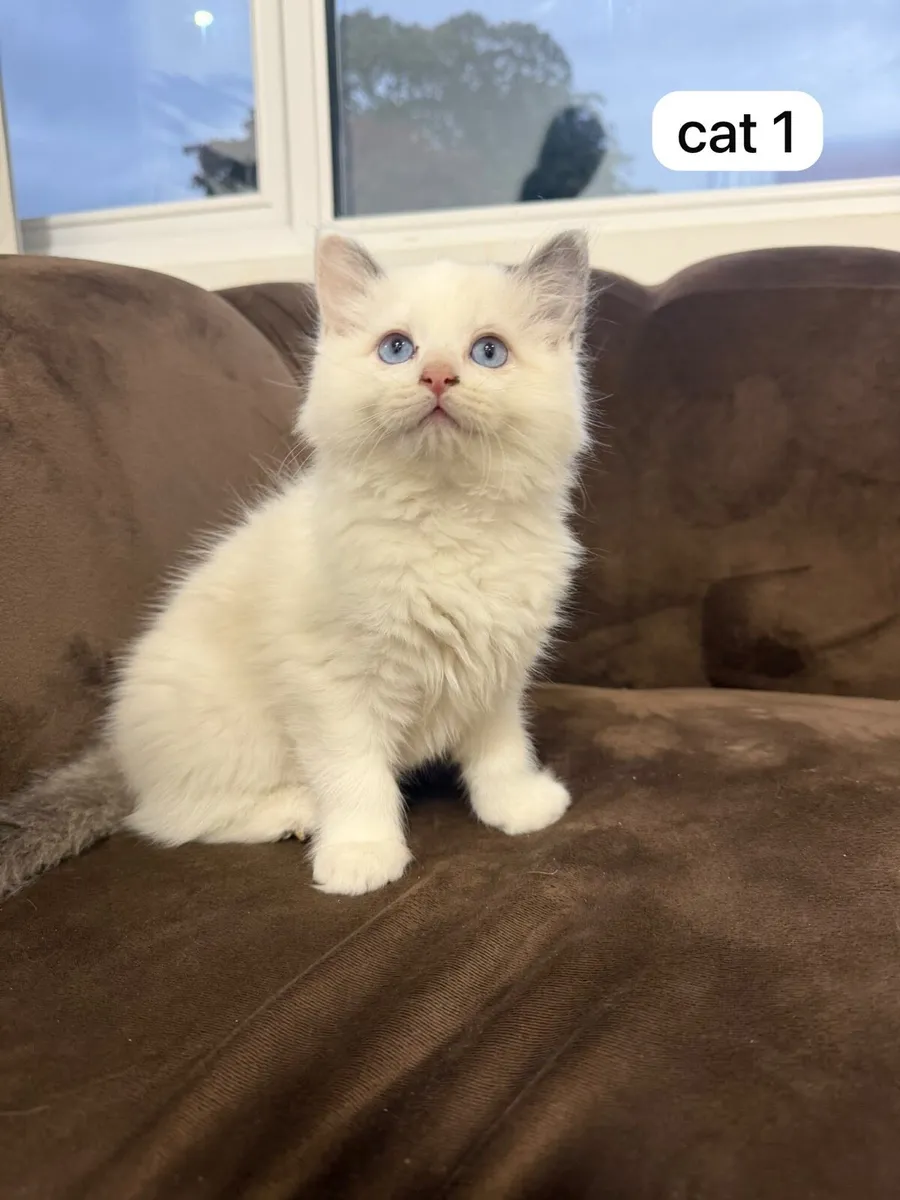 Kittens ragdolls - Image 1
