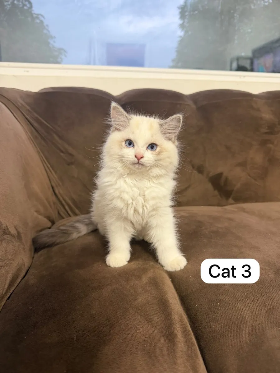 Kittens ragdolls - Image 3