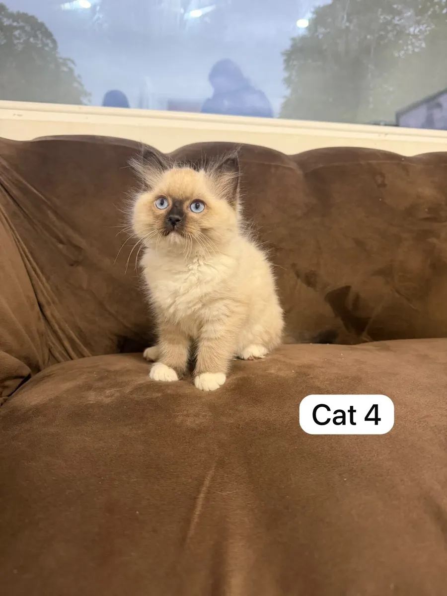 Kittens ragdolls - Image 4