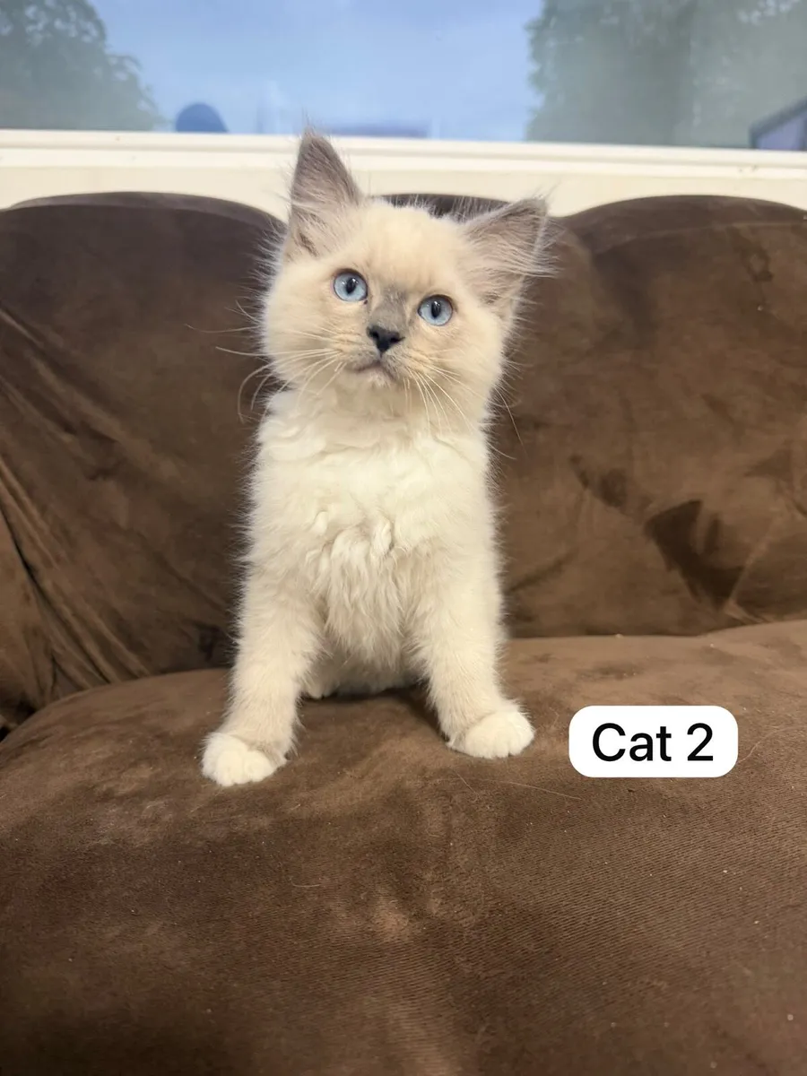 Kittens ragdolls - Image 2