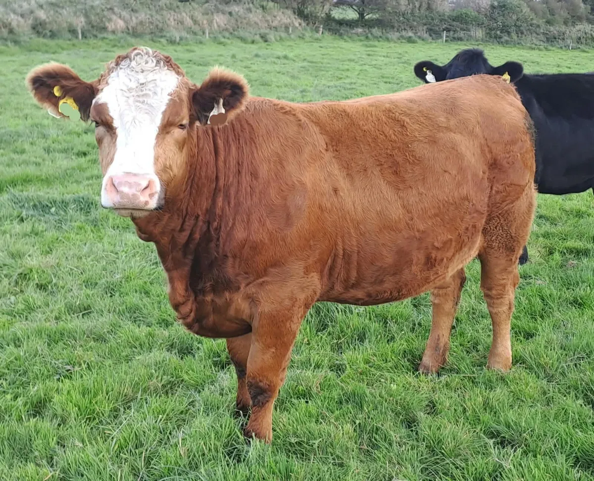 IN CALF HEIFERS - Image 1