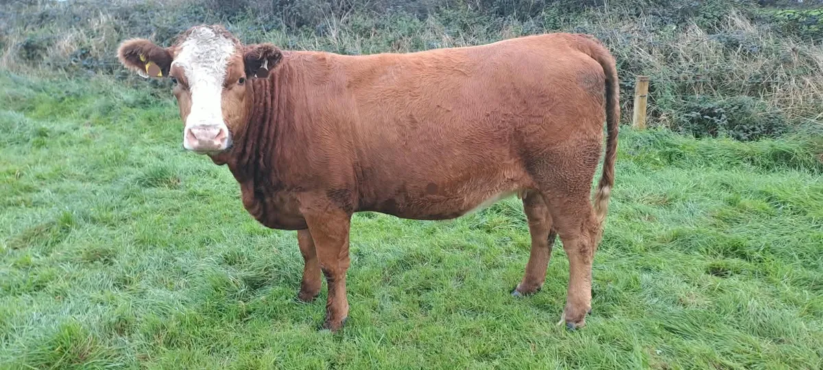 IN CALF HEIFERS - Image 2
