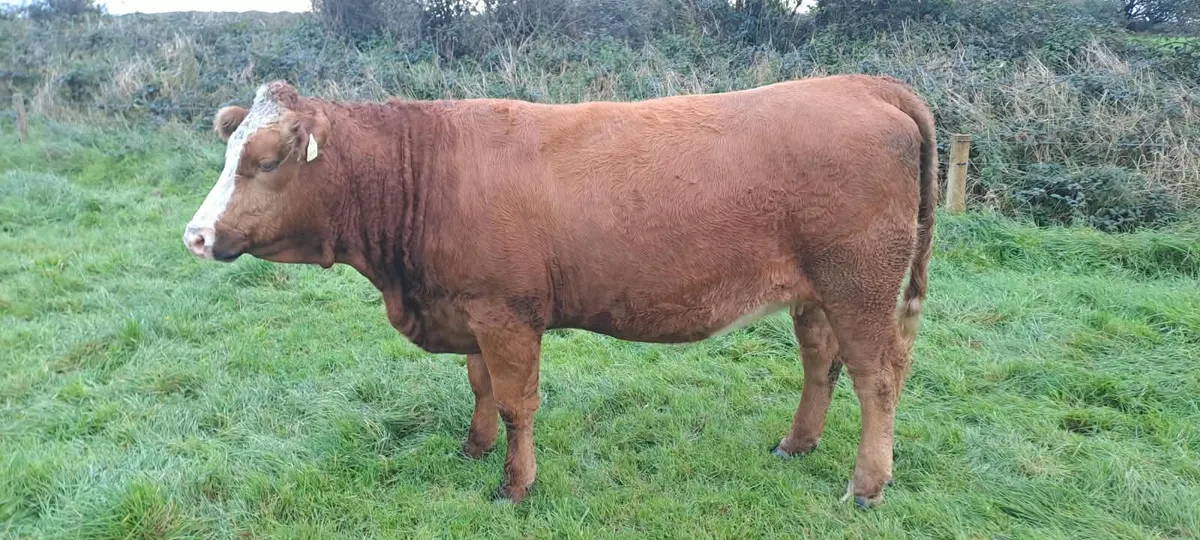 IN CALF HEIFERS - Image 3