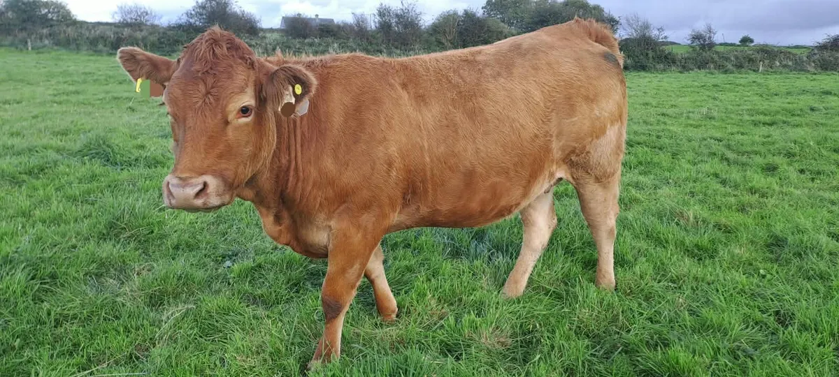 IN CALF HEIFERS - Image 4