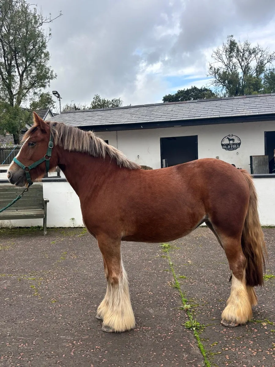 Beautiful kids pony - Image 1