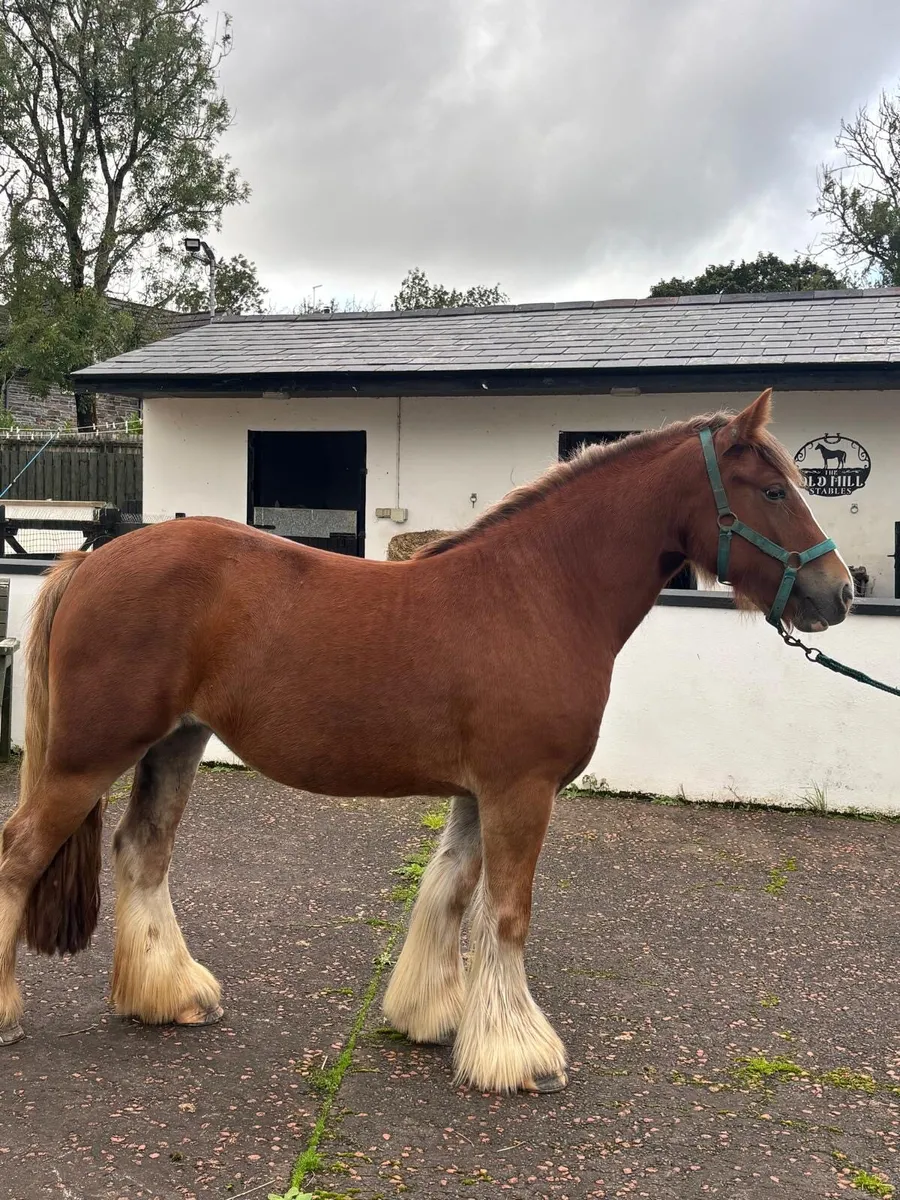 Beautiful kids pony - Image 2