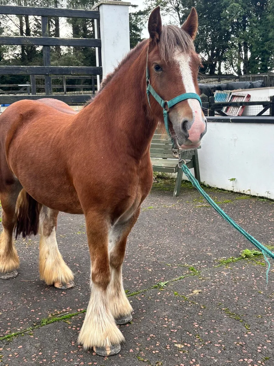 Beautiful kids pony - Image 3