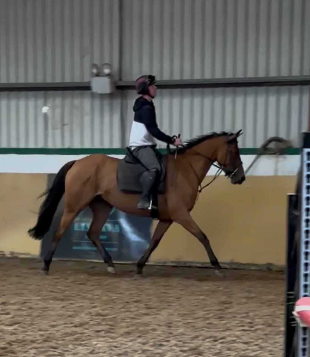 Irish sports Horse - Image 3