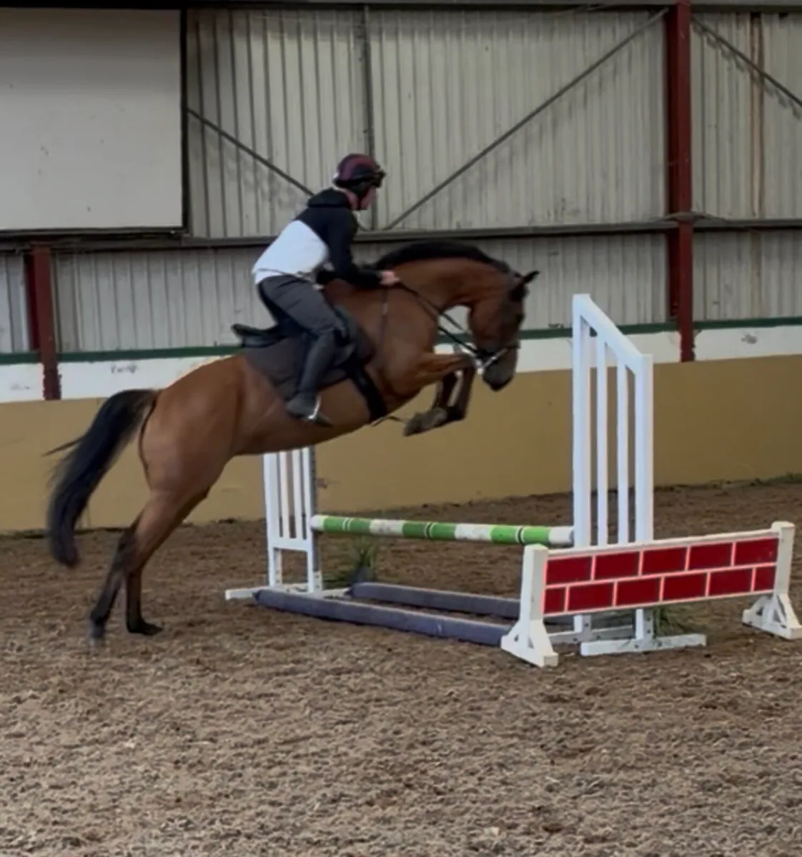 Irish sports Horse - Image 4