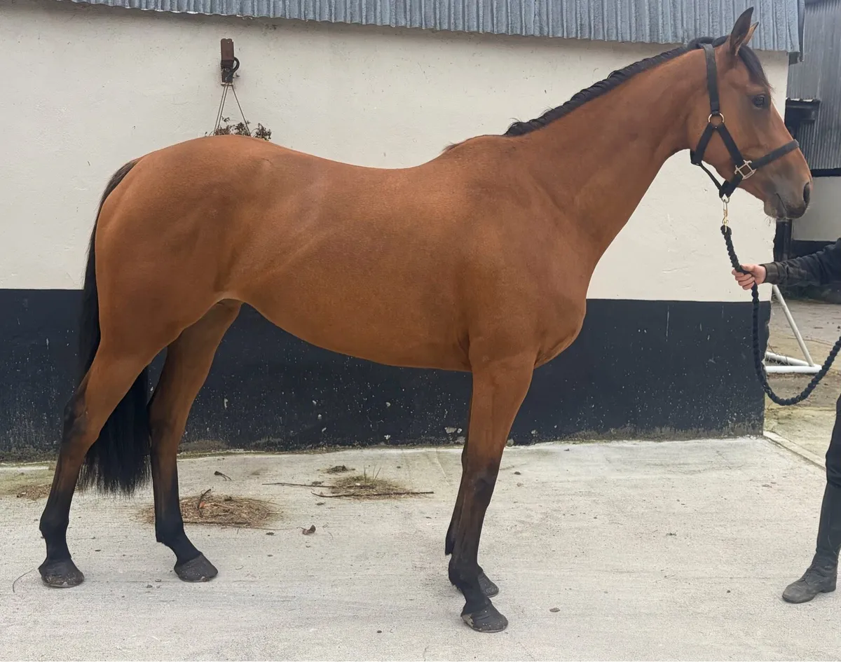 Irish sports Horse - Image 1