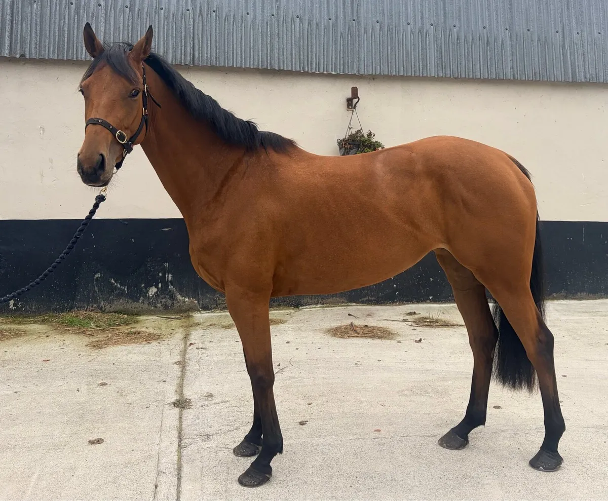 Irish sports Horse - Image 2
