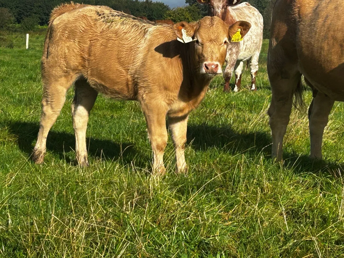 Super Limousin Cow & U Grade Charolais Heifer Calf - Image 2