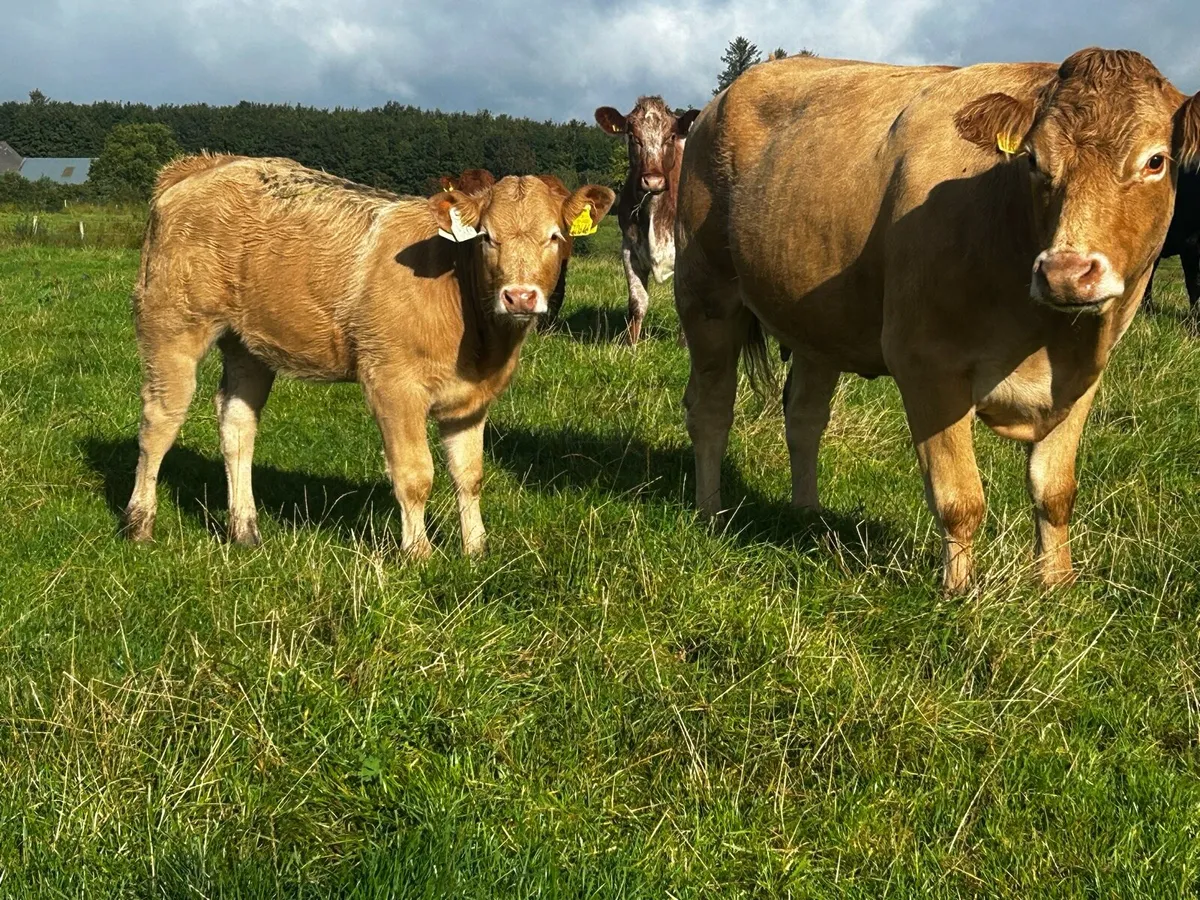 Super Limousin Cow & U Grade Charolais Heifer Calf - Image 3