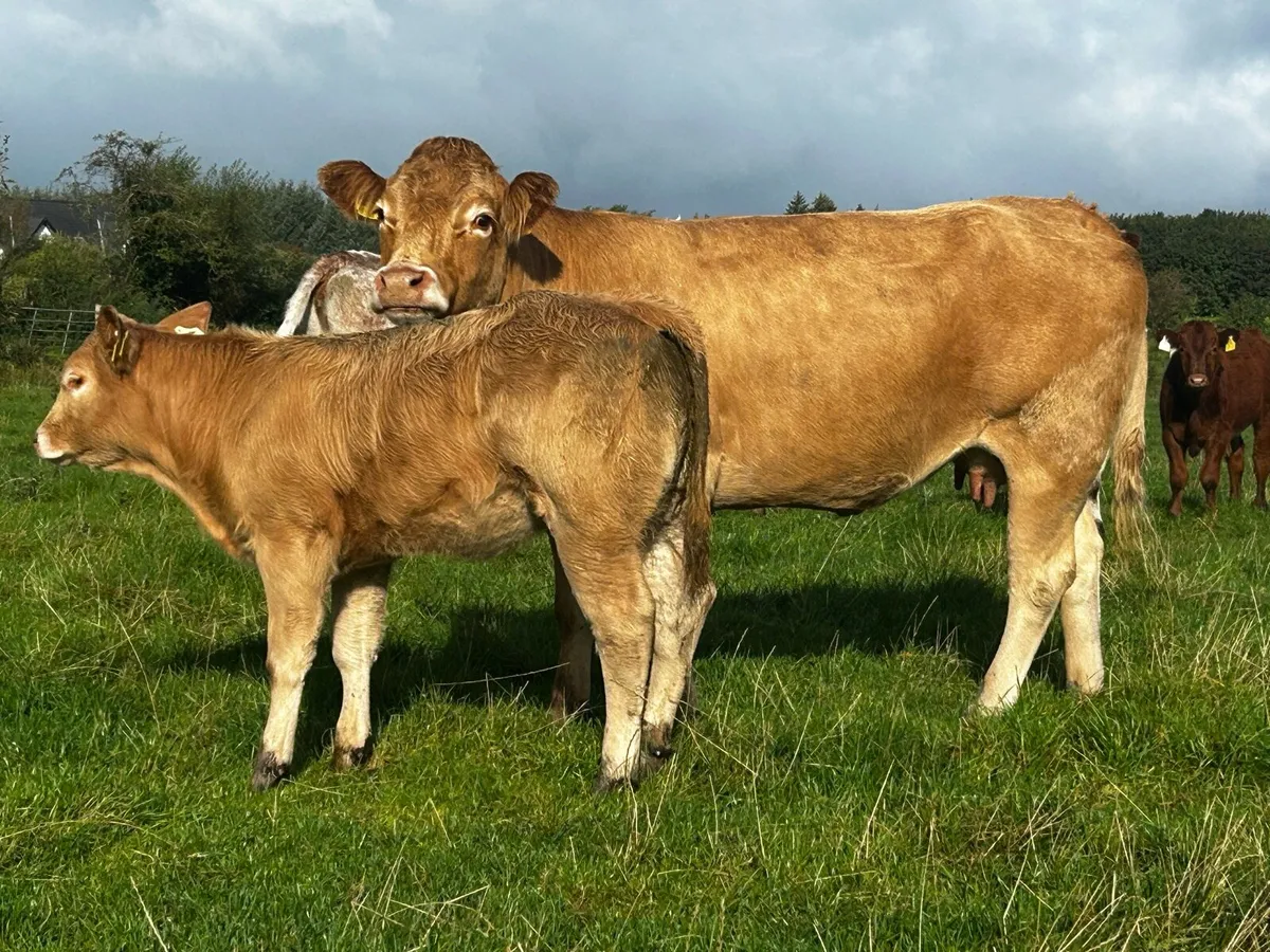 Super Limousin Cow & U Grade Charolais Heifer Calf - Image 4