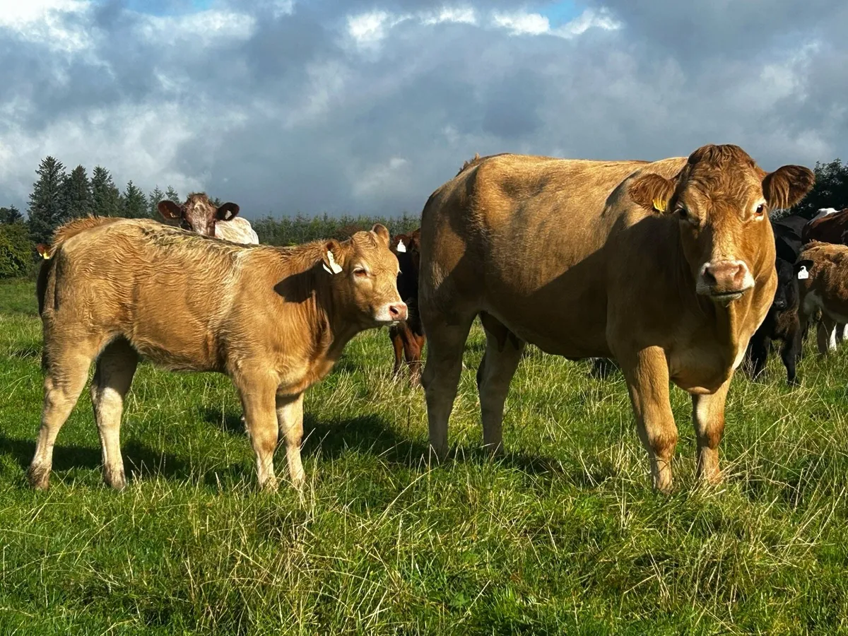 Super Limousin Cow & U Grade Charolais Heifer Calf - Image 1