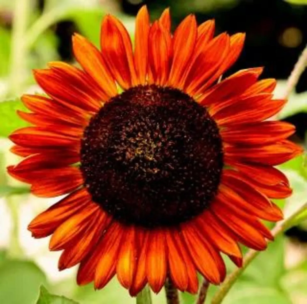 (S) Sunflower Abendsonne seeds 1g (30s) (415892) - Image 2